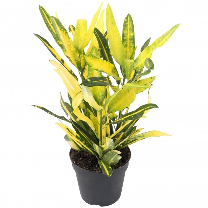 Кодиеум (кротон) (лат. Codiaeum)