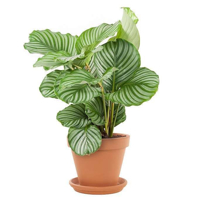 Калатея (лат. Calathea) 