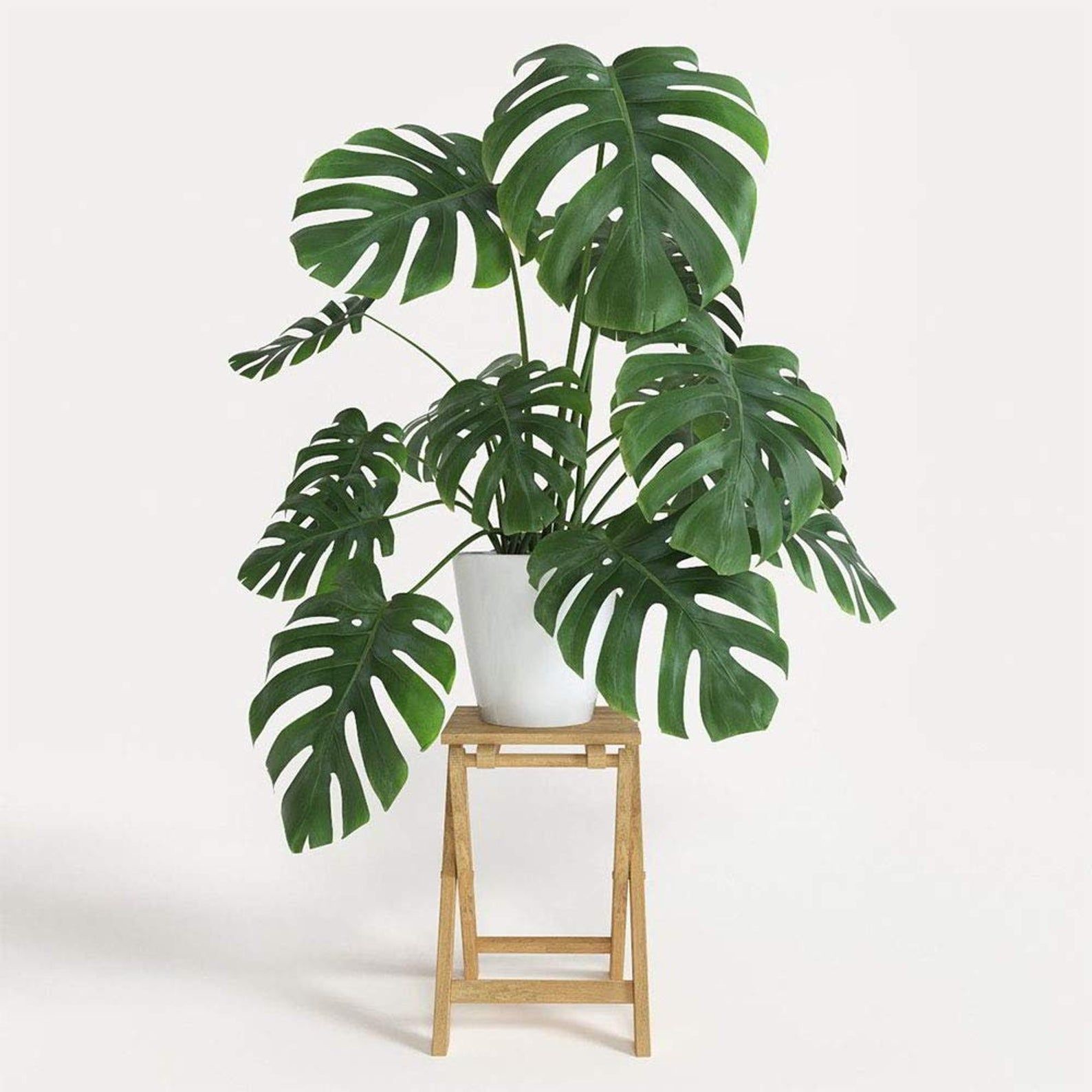 Монстера monstera