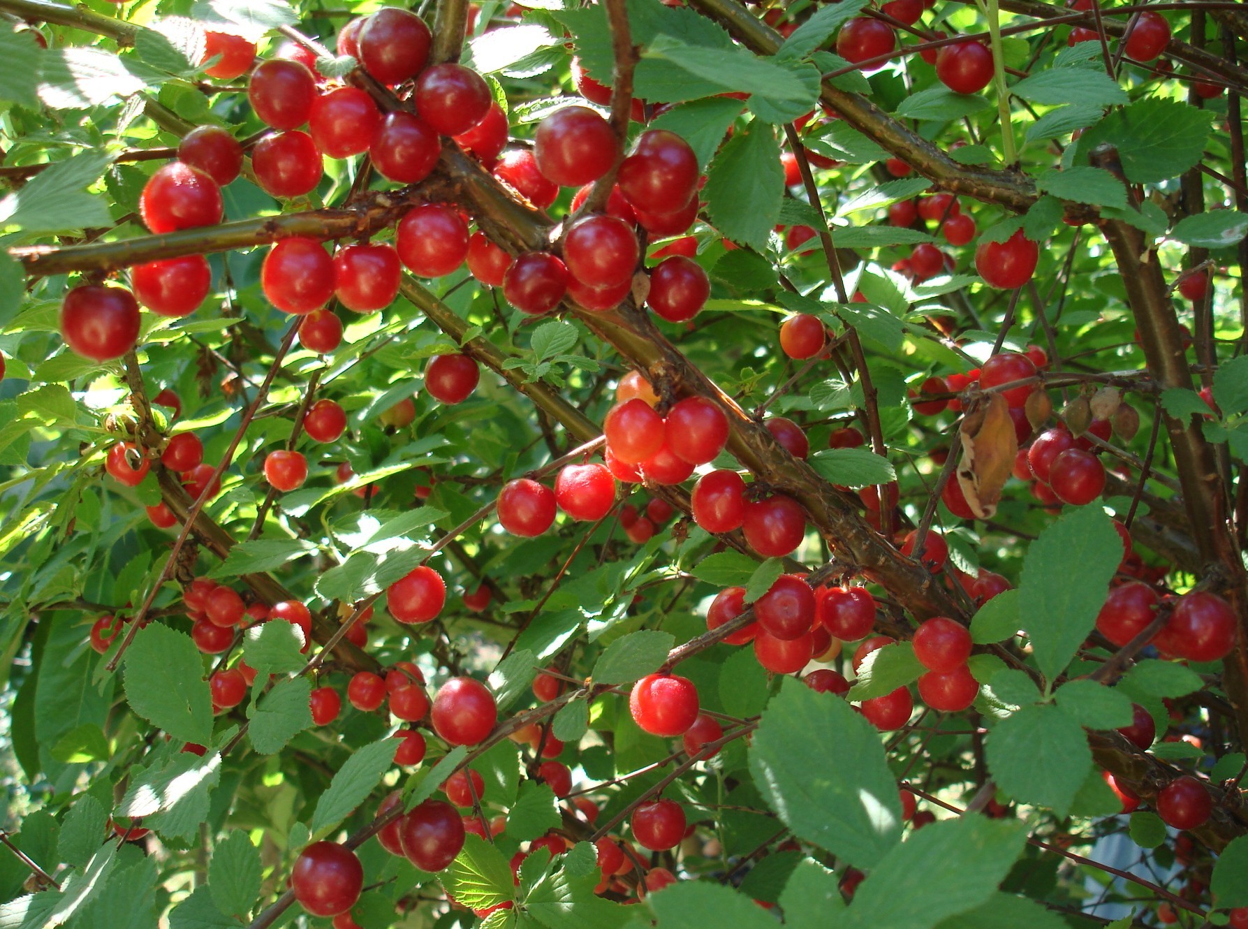Томентоза вишня. Вишня сорт алиса. Вишня войлочная. Вишня войлочная алиса. Вишня войлочная описание сорта фото отзывы.